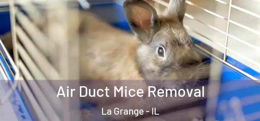  Air Duct Mice Removal La Grange - IL